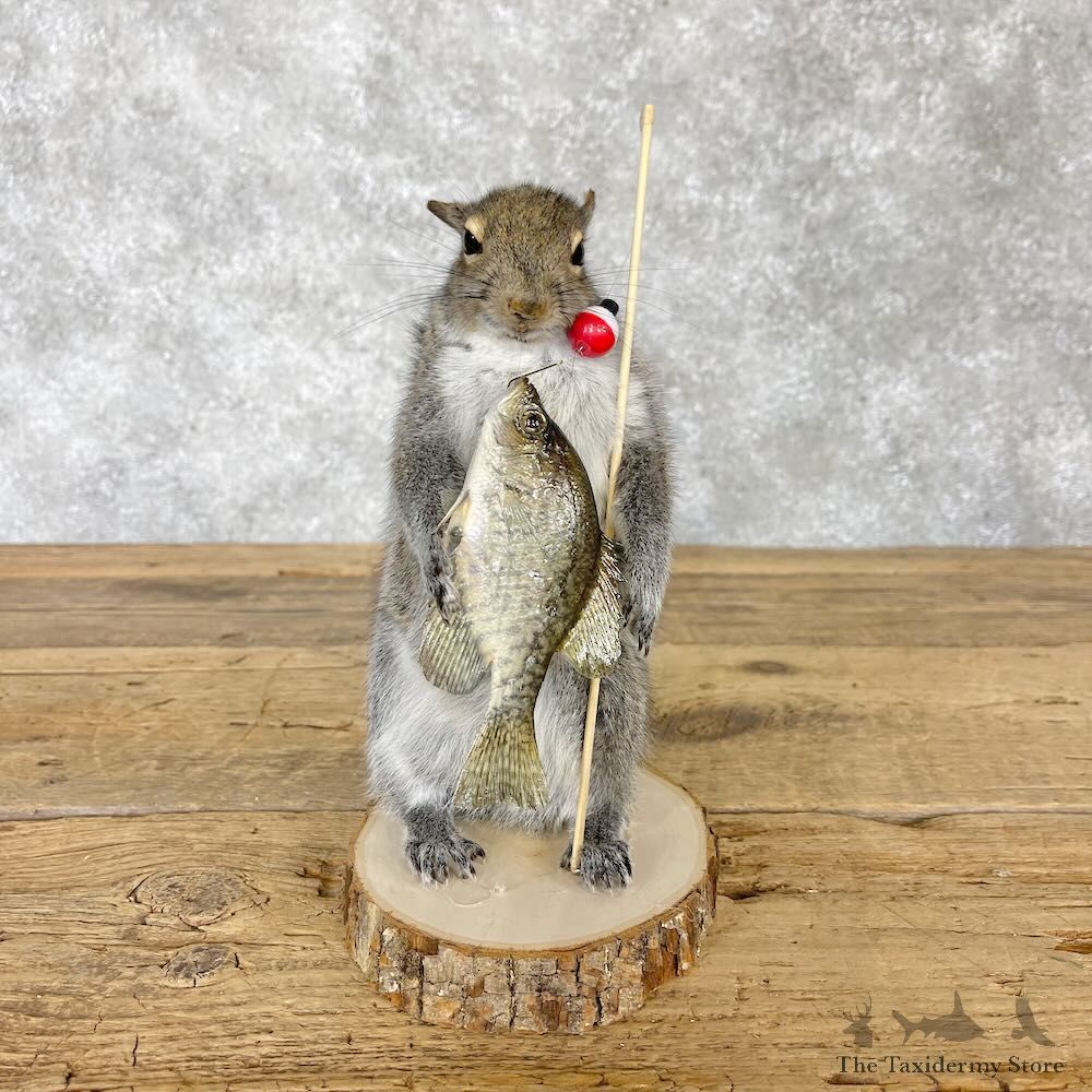 Fishing Squirrel Novelty Mount For Sale #28598 @ The Taxidermy Store