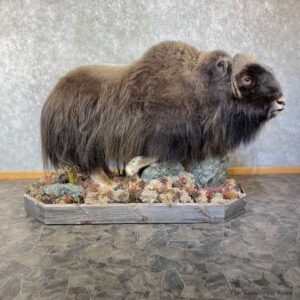 Greenland Muskox Life Size Mount #26164 For Sale @ The Taxidermy Store