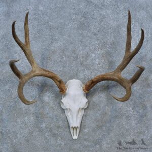 Mule Deer Skull Antler European Mount For Sale #15272 @ The Taxidermy Store