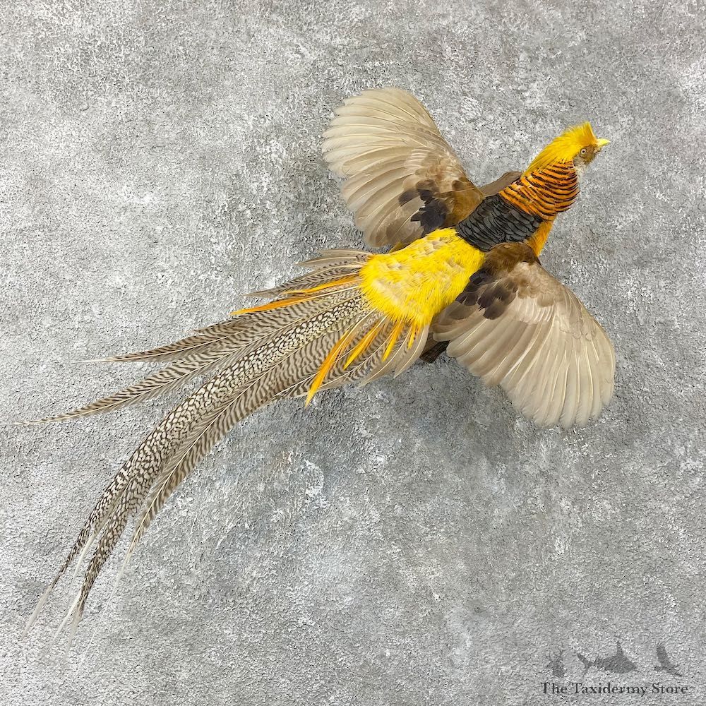 Yellow Golden Pheasant Bird Mount For Sale #25946 @ The Taxidermy Store