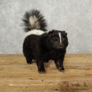 Life-Size Skunk Taxidermy Mount #17103 For Sale @ The Taxidermy Store