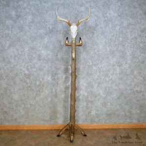 Whitetail Deer Skull Coat Rack For Sale #15123 @ The Taxidermy Store