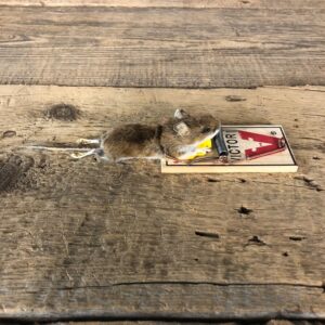 Mouse Trap Novelty Mount For Sale #19896 @ The Taxidermy Store