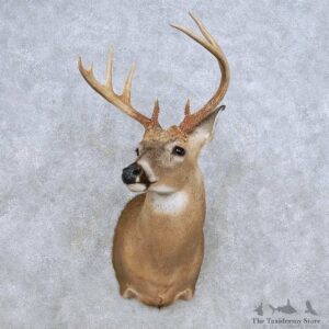 Whitetail Deer Shoulder Mount For Sale #14315 @ The Taxidermy Store