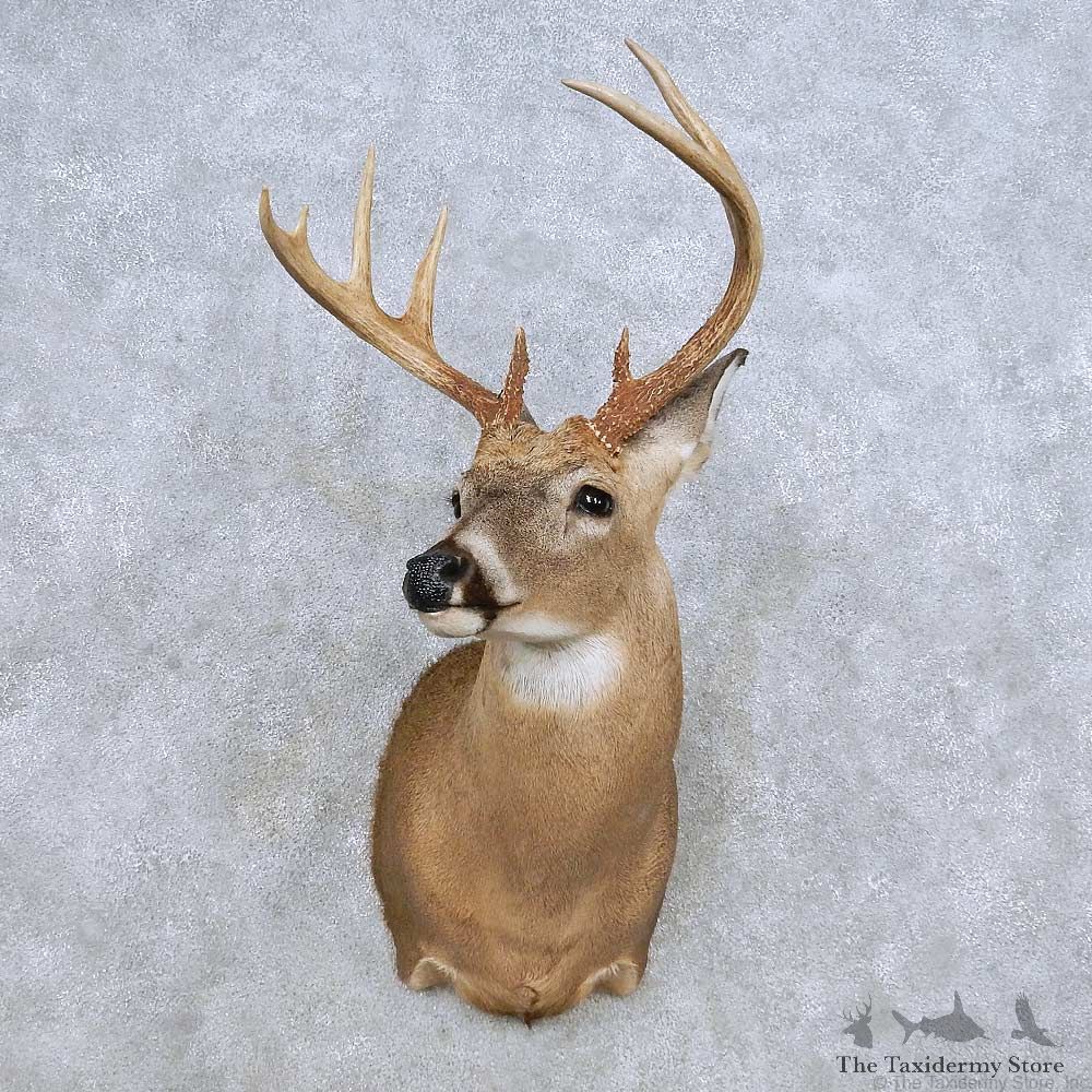 Whitetail Deer Shoulder Mount For Sale #14315 @ The Taxidermy Store