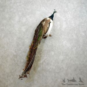 Pied Peacock Bird Mount For Sale #17708 @ The Taxidermy Store