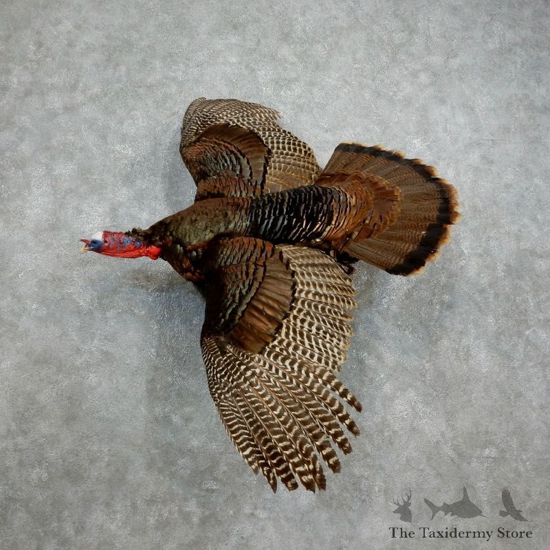 Eastern Turkey Bird Mount For Sale #18043 @ The Taxidermy Store