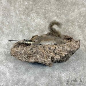 Sniper Squirrel Novelty Mount For Sale #30765 @ The Taxidermy Store