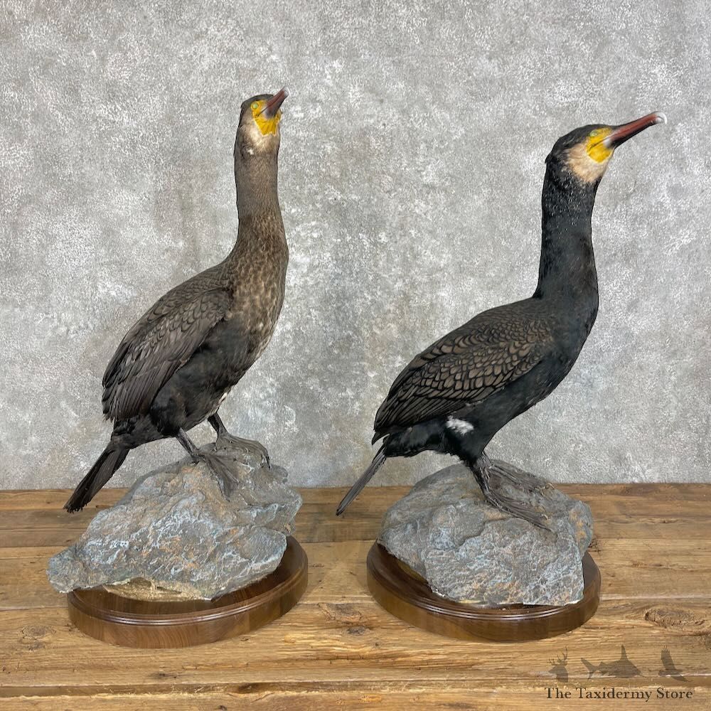 Japanese Cormorant Pair Mount For Sale #27963 @ The Taxidermy Store