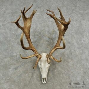 Red Deer Stag Skull European Mount For Sale #16903 @ The Taxidermy Store