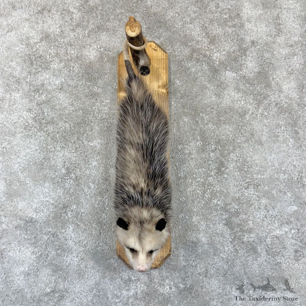 Wall Hanging Opossum Mount For Sale #29942 @ The Taxidermy Store