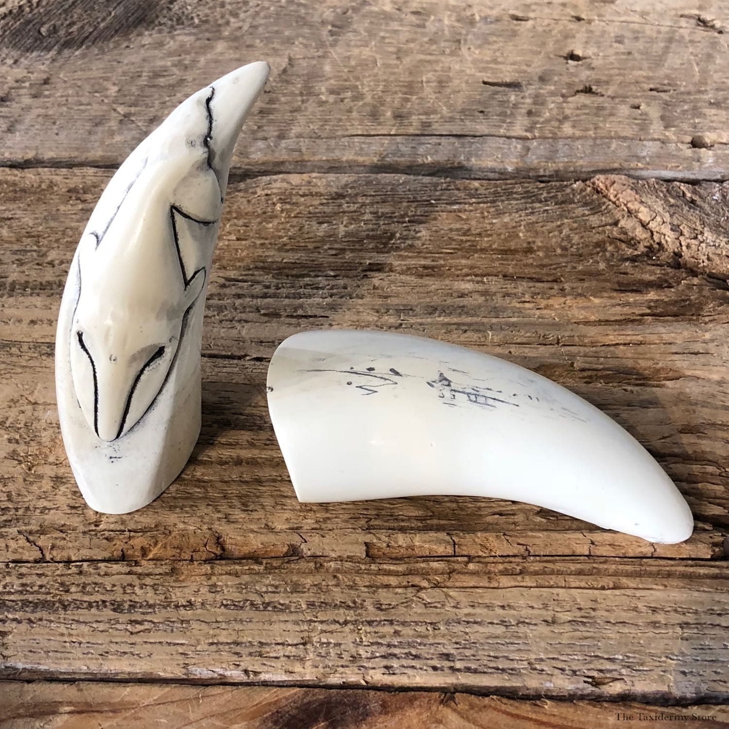 Whale Tooth Replica Mount For Sale #19394 @ The Taxidermy Store