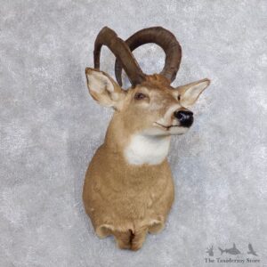 Whitetail Sheep Shoulder Mount #18740 For Sale - The Taxidermy Store