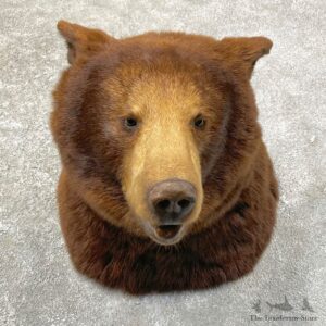 Cinnamon Black Bear Shoulder Mount For Sale #24640 @ The Taxidermy Store