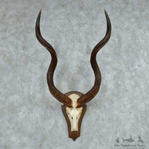 Kudu Skull & Horn European Mount #13749 For Sale @ The Taxidermy Store