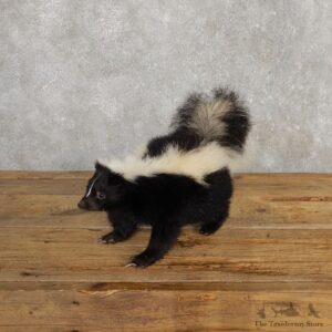 Life-Size Skunk Taxidermy Mount #20200 For Sale @ The Taxidermy Store
