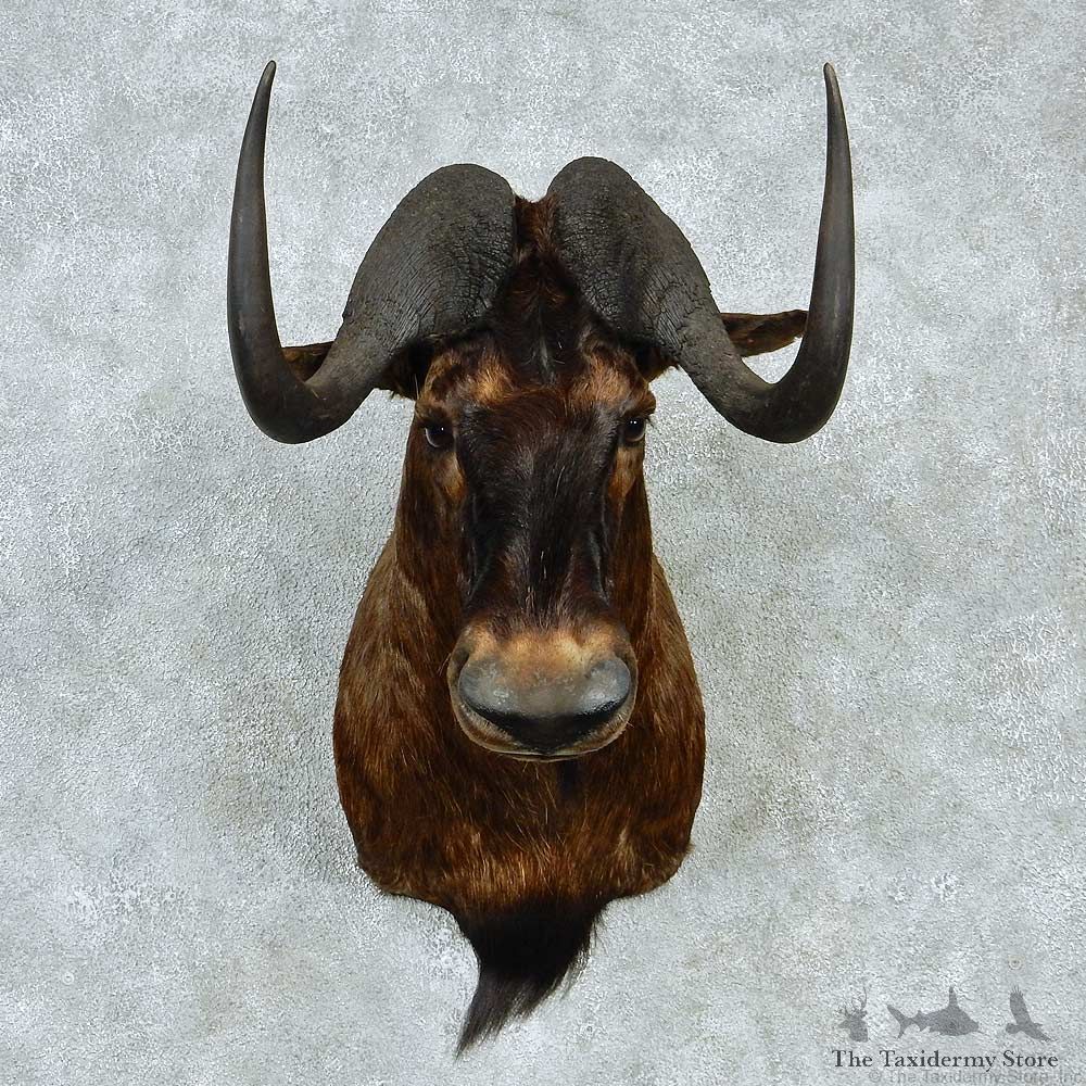 Black Wildebeest Shoulder Taxidermy Mount #13222 For Sale @ The Taxidermy Store