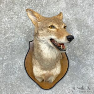 Coyote Shoulder Taxidermy Mount #22849 @ The Taxidermy Store