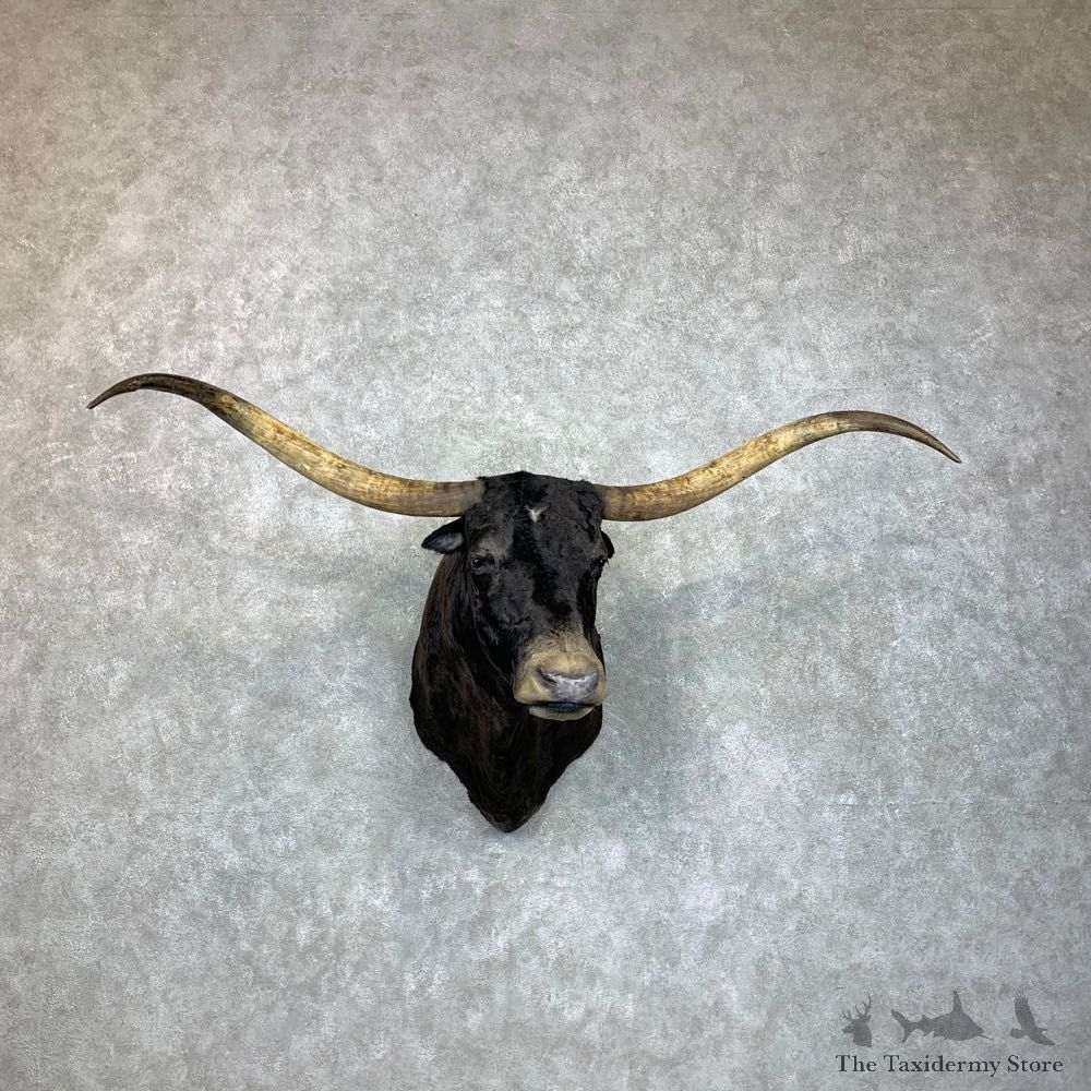 Texas Longhorn Steer Shoulder Taxidermy Mount #23480 For Sale @ The Taxidermy Store