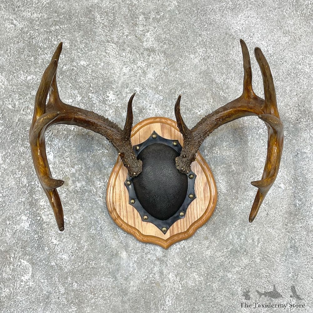 Whitetail Deer Antler Plaque Mount For Sale #25882 @ The Taxidermy Store