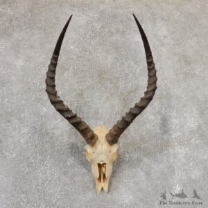 Impala Skull & Horn European Mount For Sale #19015 @ The Taxidermy Store