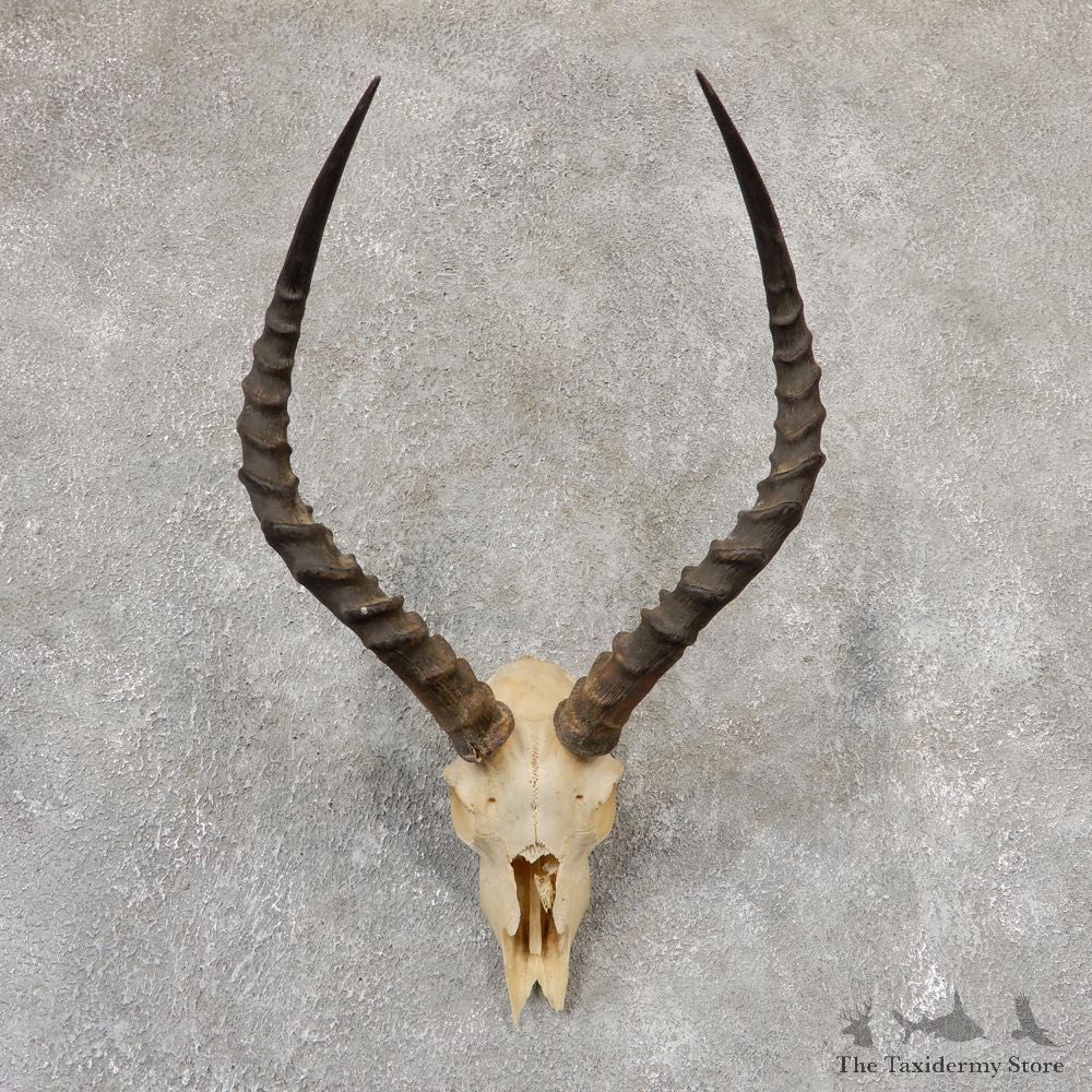 Impala Skull & Horn European Mount For Sale #19015 @ The Taxidermy Store