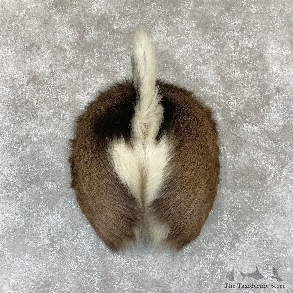 Whitetail Deer Rump Mount For Sale #28135 @ The Taxidermy Store