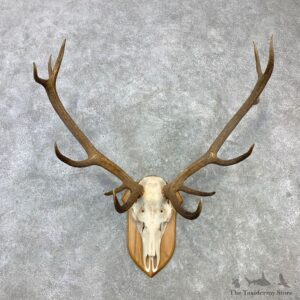 Red Deer Stag Skull European Plaque Mount For Sale #23101 @ The Taxidermy Store