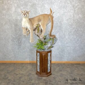 Mountain Lion Life-Size Mount For Sale #24479 @ The Taxidermy Store
