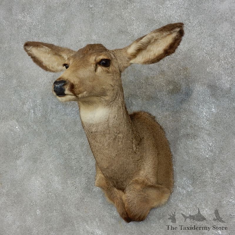 Mule Deer Doe Shoulder Mount For Sale #17471 @ The Taxidermy Store
