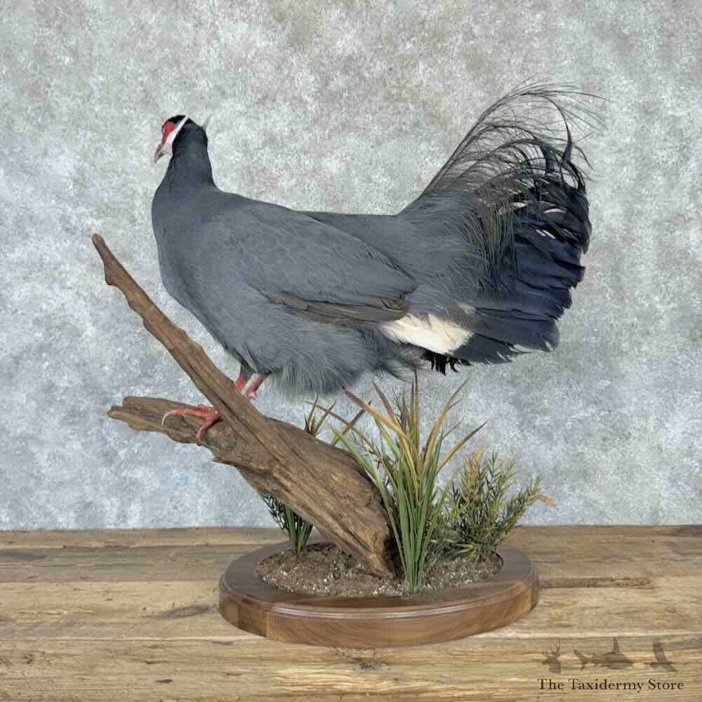 Blue-Eared Pheasant Bird Mount For Sale #32282 @ The Taxidermy Store
