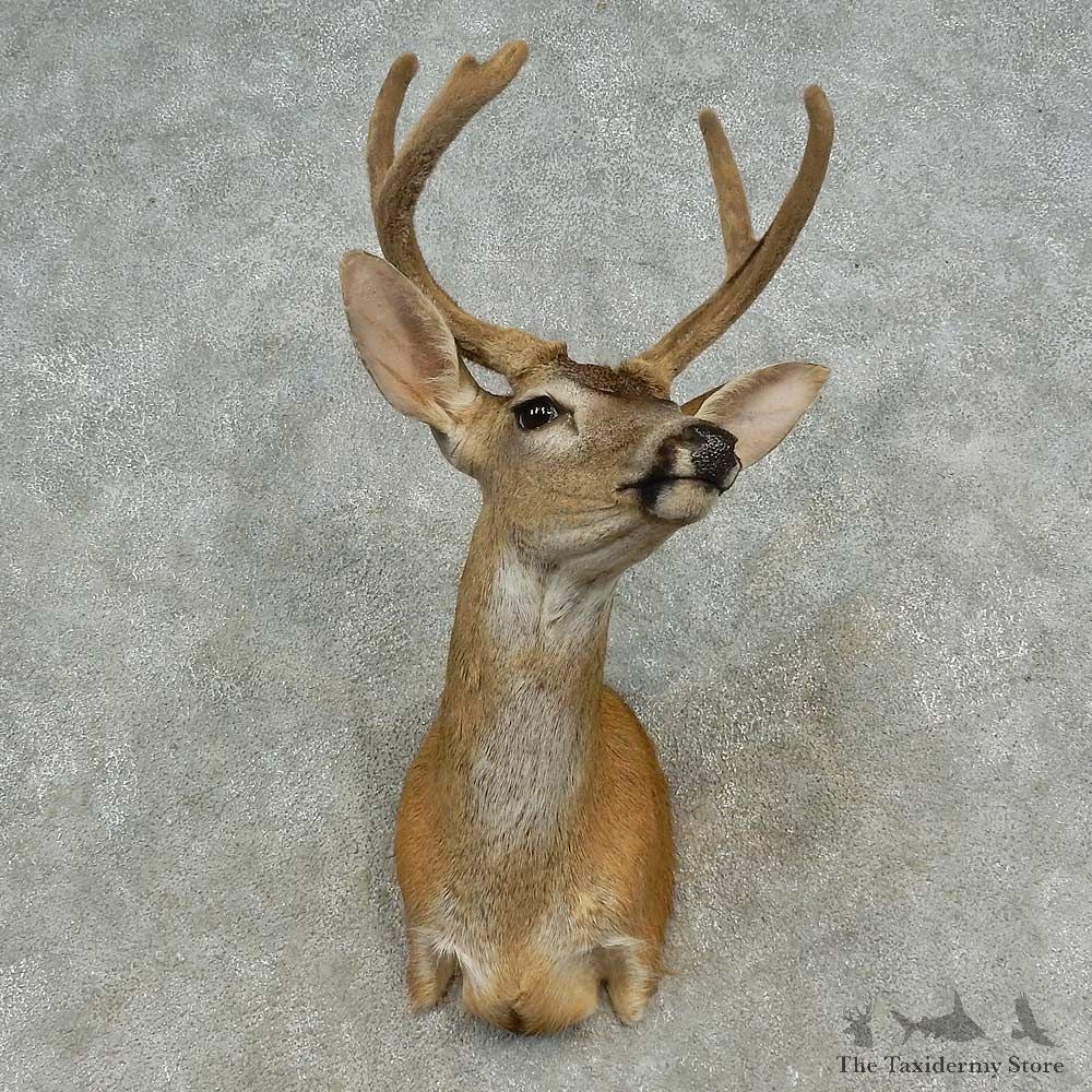 Sitka Deer Shoulder Mount For Sale #16646 @ The Taxidermy Store