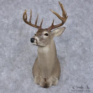 Whitetail Deer Shoulder Taxidermy Head Mount #12490 For Sale @ The Taxidermy Store