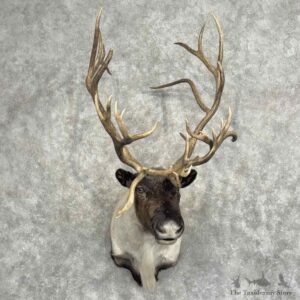 Reindeer Shoulder Mount For Sale #32200 @ The Taxidermy Store