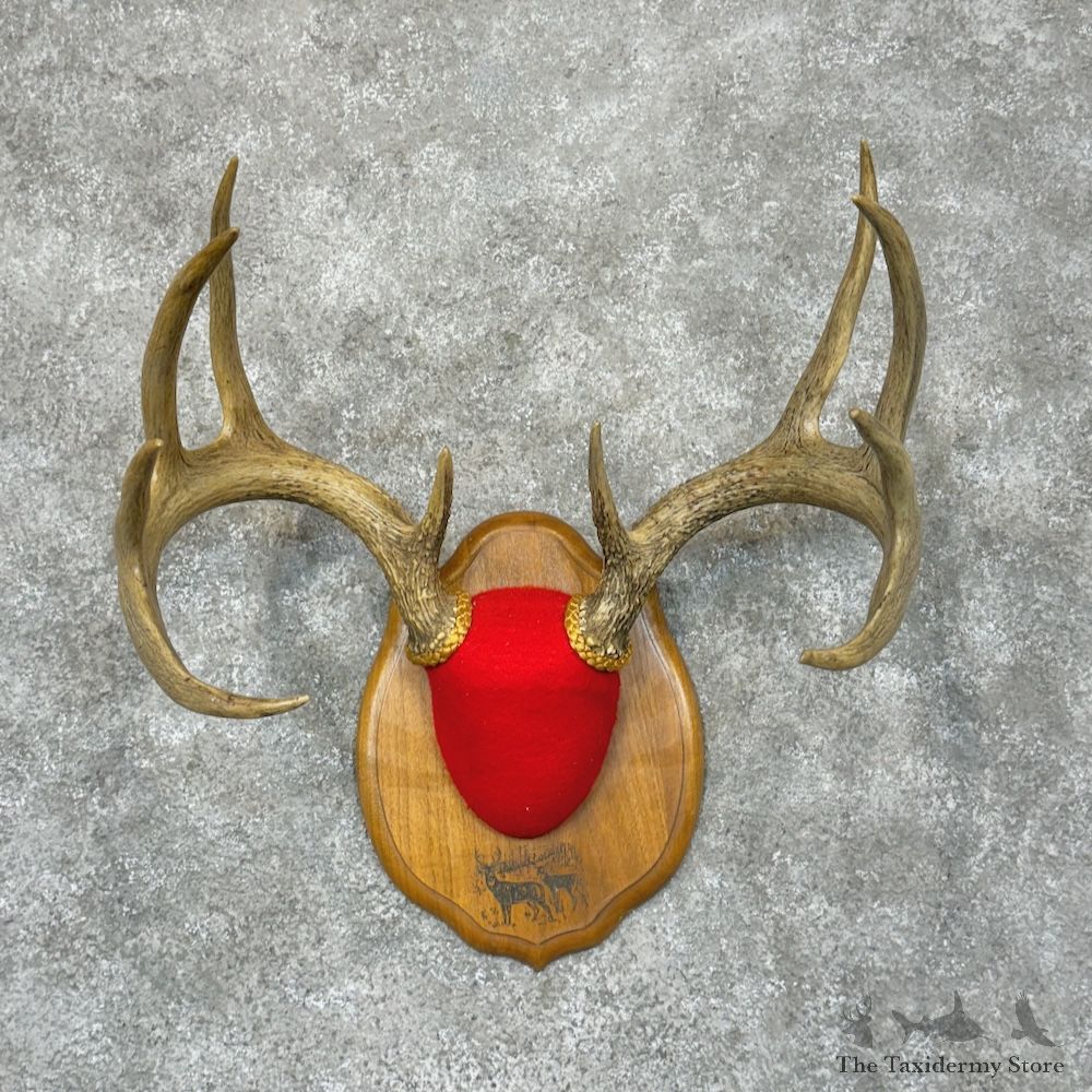 Whitetail Deer Antler Plaque For Sale #29426 @ The Taxidermy Store
