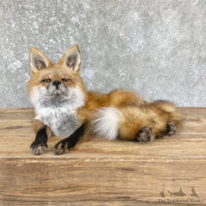 Red Fox Life-Size Mount For Sale #26436 @ The Taxidermy Store
