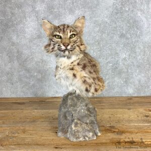 Bobcat Shoulder Pedestal Mount For Sale #22131 @ The Taxidermy Store