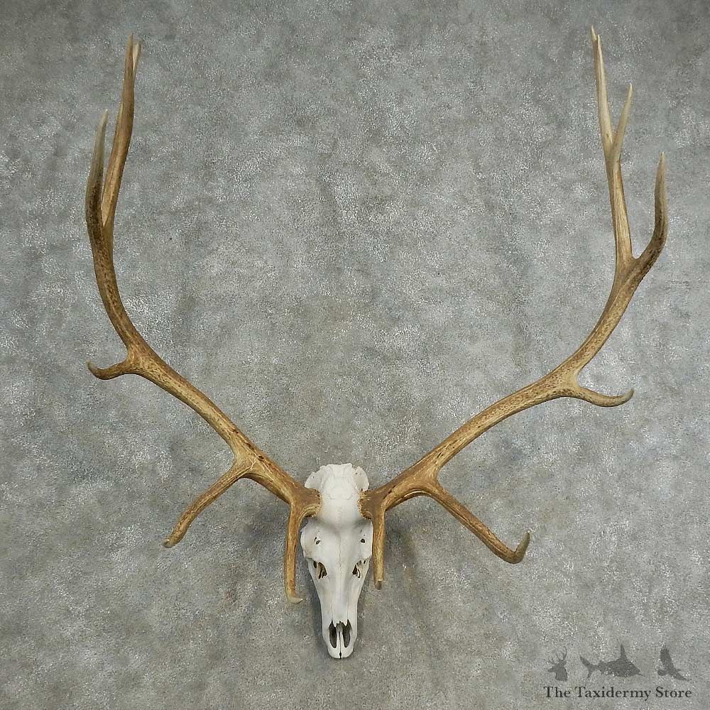 Rocky Mountain Elk Skull European Mount For Sale #16899 @ The Taxidermy Store