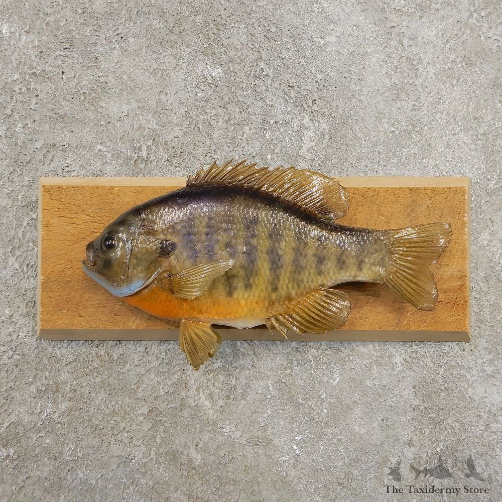 Bluegill Taxidermy Fish Mount #20958 For Sale @ The Taxidermy Store
