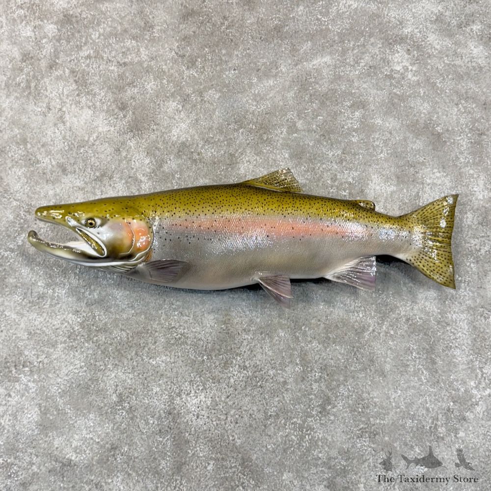 Steelhead Fish Mount For Sale #29926 @ The Taxidermy Store