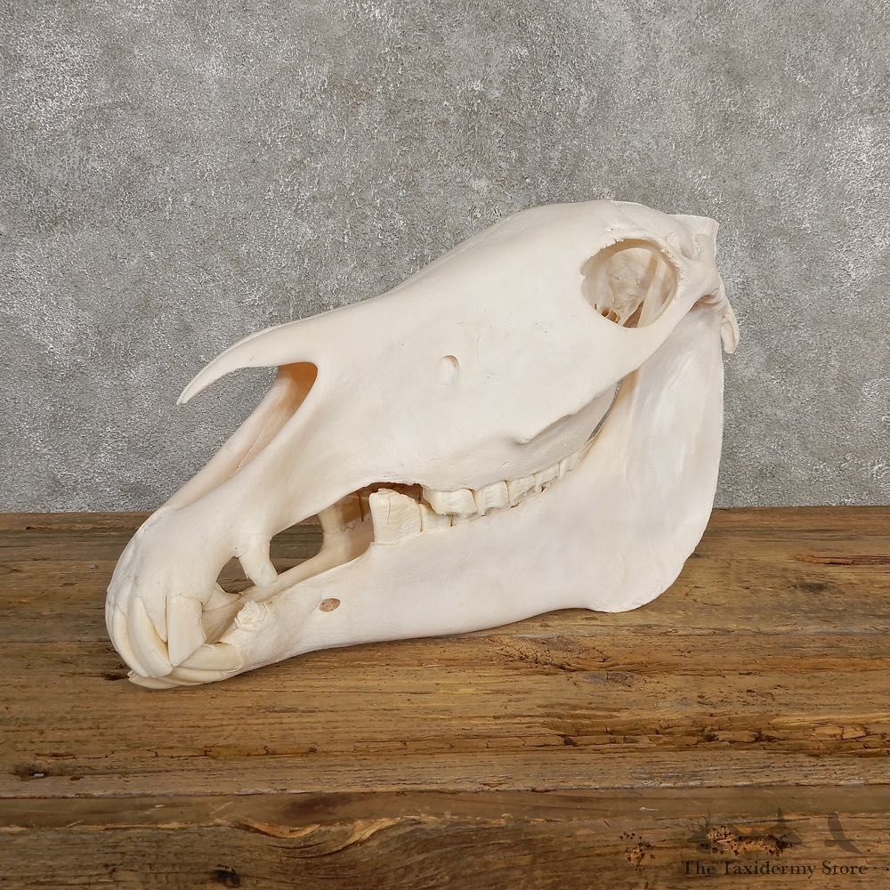 African Burchell's Zebra Skull Mount #20219 For Sale @ The Taxidermy Store