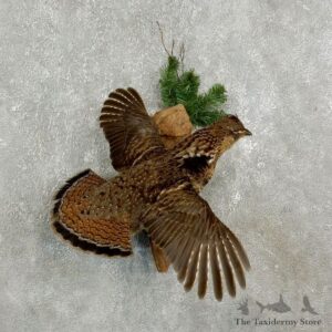 Ruffed Grouse Bird Mount For Sale #17740 @ The Taxidermy Store