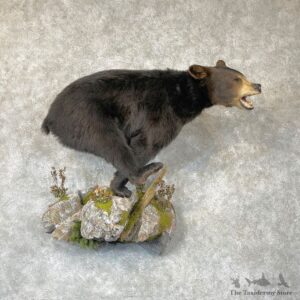Black Bear Life-Size Mount For Sale #24383 @ The Taxidermy Store