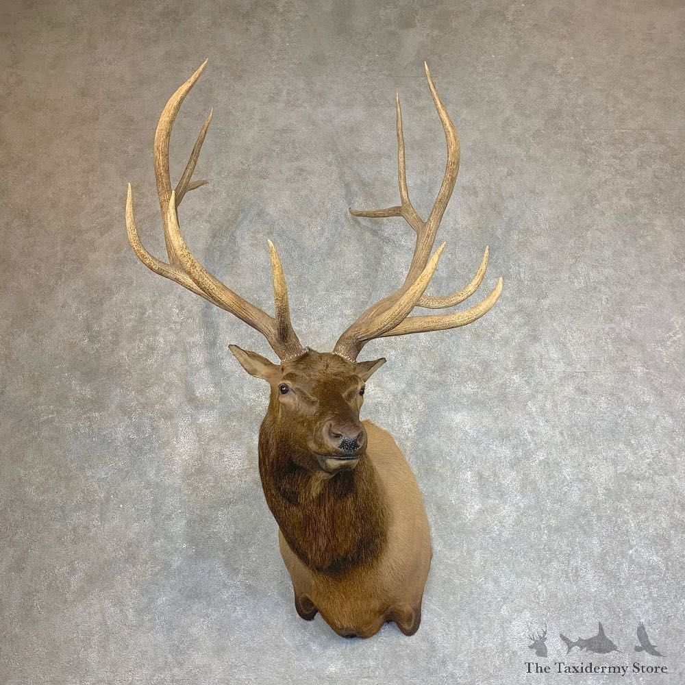 Rocky Mountain Elk Shoulder Mount For Sale #21931 @ The Taxidermy Store