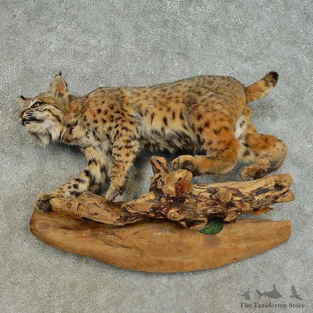 Bobcat Life-Size Mount For Sale #16288 @ The Taxidermy Store