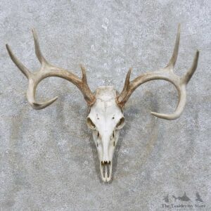Whitetail Deer Skull European Mount For Sale #15822 @ The Taxidermy Store