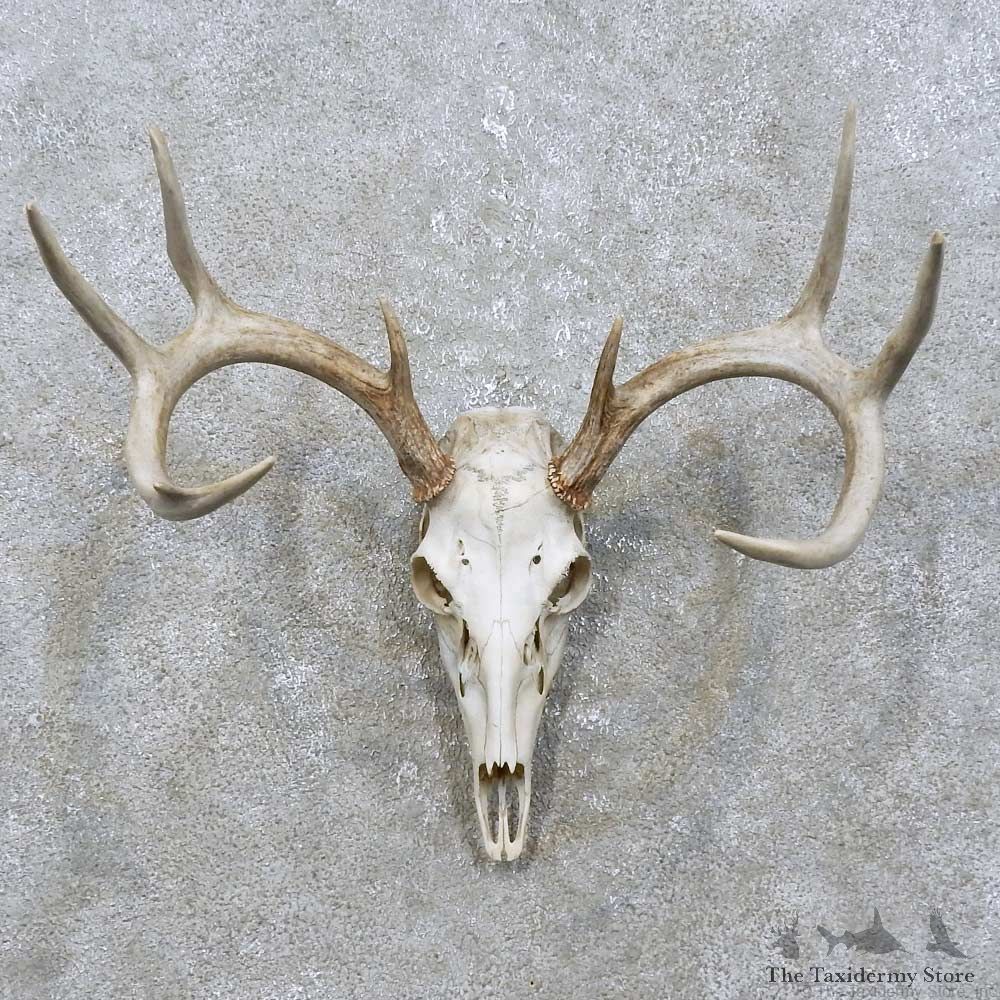 Whitetail Deer Skull European Mount For Sale #15822 @ The Taxidermy Store