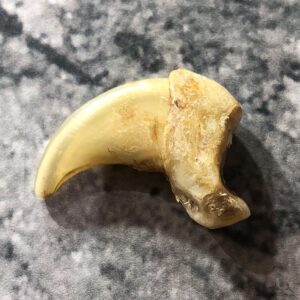 Mountain Lion Cougar Taxidermy Authentic Claw #19361 For Sale @ The Taxidermy Store