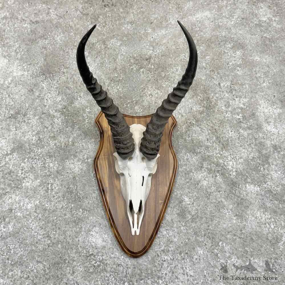 African Springbok Skull & Horns European Mount For Sale #31372 @ The Taxidermy Store