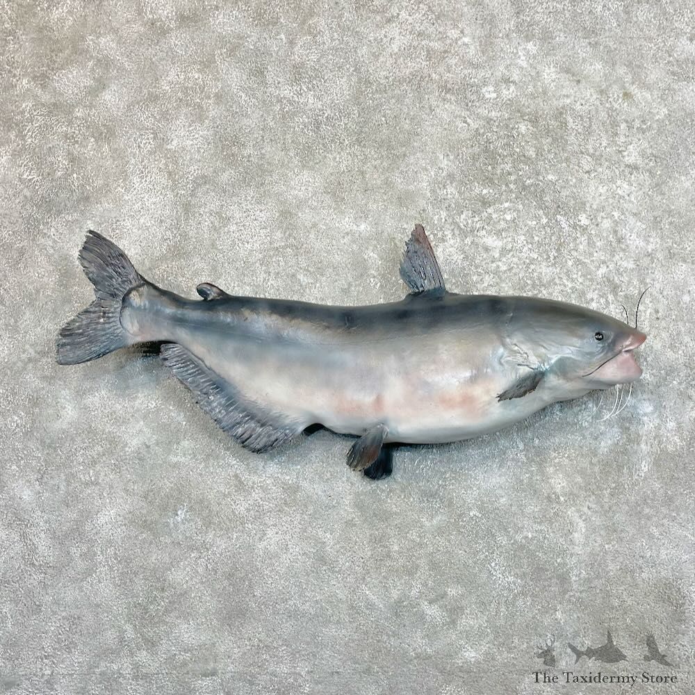 Blue Catfish Fish Mount For Sale #27510 @ The Taxidermy Store